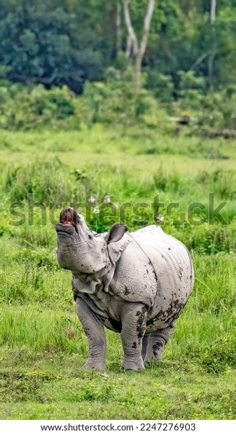 Indian Rhinoceros Called Indian Rhino Greater Stock Photo