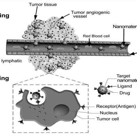 Passive Targeting Of Nanomaterials In The Target Tissue Through Epr