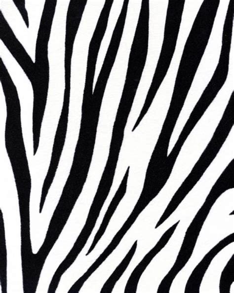 🔥 [50+] Zebra Stripe Wallpapers | WallpaperSafari