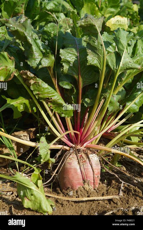 Beet Sugar Hi Res Stock Photography And Images Alamy