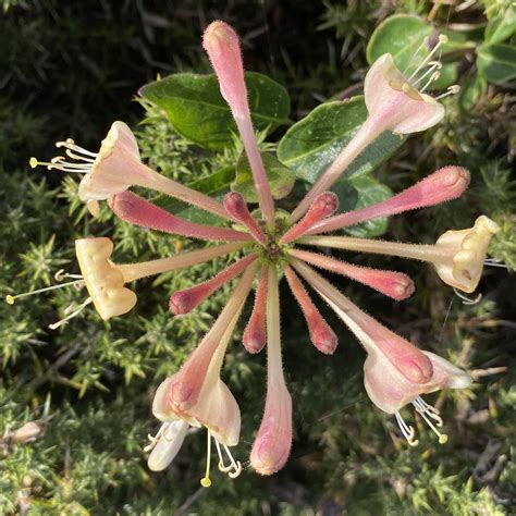 Wildflowers Rhoscolyn August 2020 – Jo Quinney