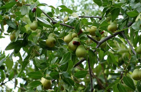 Мармеладное Дерево Фото – Telegraph