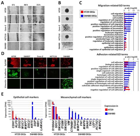 Identification Of Epithelial Mesenchymal State Of Five Human Colorectal