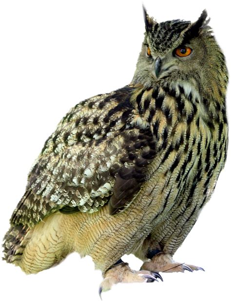 Owl Png Transparent Image Download Size 554x720px