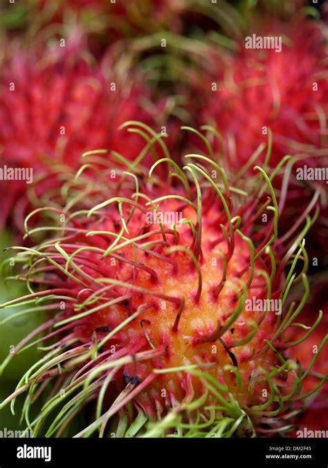 Tropical Fruit Rambutan Stock Photo Alamy