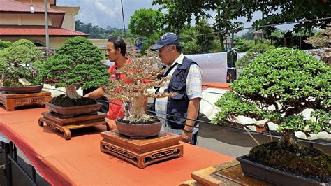 Kontes Mahakarya Bonsai Tampilkan Ratusan Bonsai Hasil Karya Seni