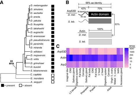 Figures And Data In An Actin Related Protein That Is Most Highly