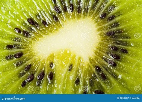 Kiwi Close Up Royalty Free Stock Photography Image 2350787