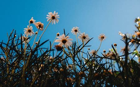 Chamomile Lawn: How to Grow This Better Ground Cover - Worst Room