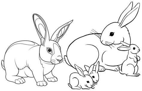 Real and Cartoon Rabbit Coloring Pages for Children - Coloring Pages