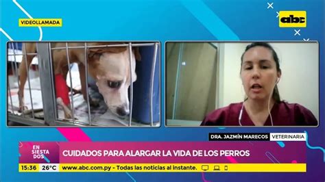 Cuidados Para Alargar La Vida De Los Perros Ensiestados Abc Color