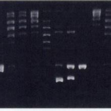 Selective Stimulation Of Topoisomerase 1 Mediated DNA Cleavage By