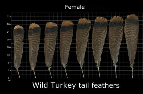 Turkey Feather Identification