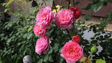 Роза Принцеса Александра - YouTube