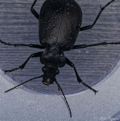 Beetle All Black In Color Calosoma Frigidum Bugguidenet