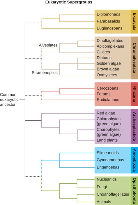 50 Unicellular Eukaryotic Microorganisms Biology Libretexts