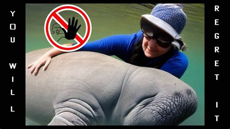 Why You Should NEVER Touch A Manatee YouTube