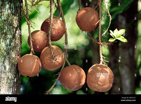 Cannonball Tree Couroupita Guianensis Fruits Stock Photo Alamy