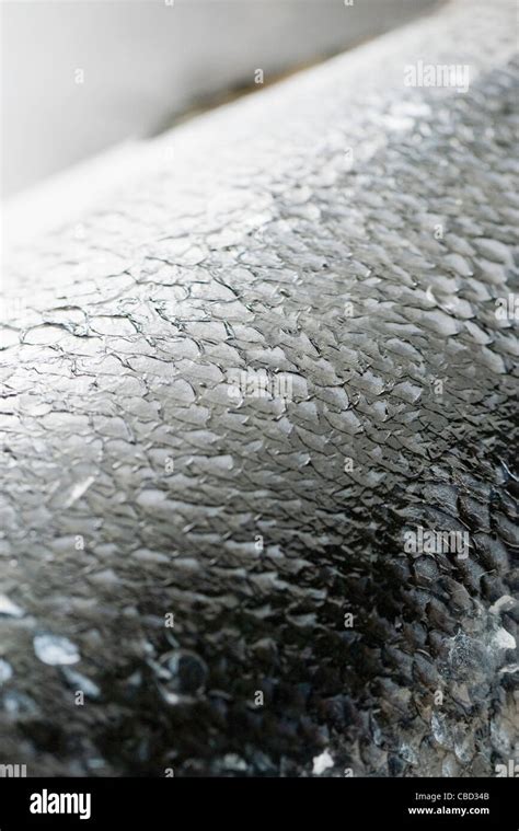 Fish scales, close-up Stock Photo - Alamy