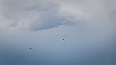 Images Gratuites Paysage La Nature Oiseau Aile Nuage Ciel