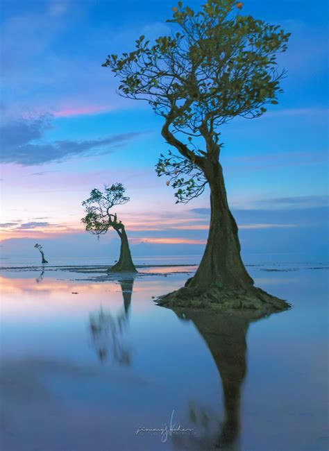 Mangrove Trees of Walakiri Beach, Indonesia