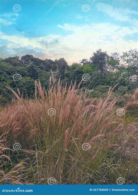 Wonderful Indonesia in Kalimantan Stock Image - Image of nature, meadow ...