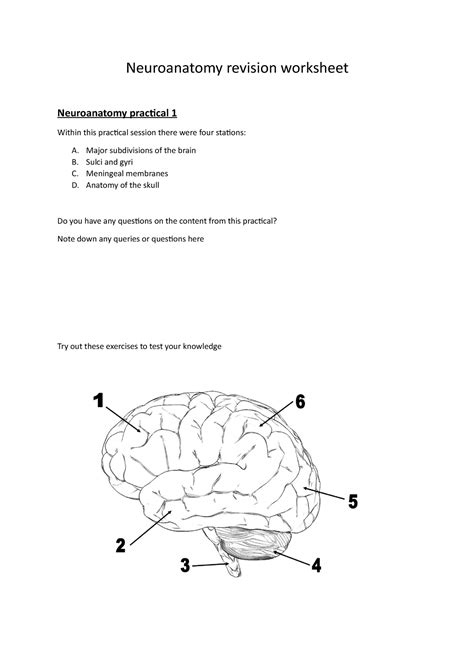 Neuroanatomy Revision Worksheet Neuroanatomy Revision Worksheet