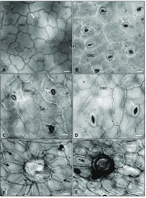 Leaf Epidermal Surfaces Under Optical Microscope 2a Abaxial Surface Download Scientific