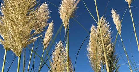 Cortaderia Selloana Sunningdale Silver Pampasgras Gartenpflanzen Daepp