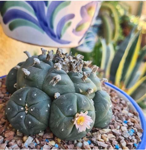 Peyote cactus : r/houseplants