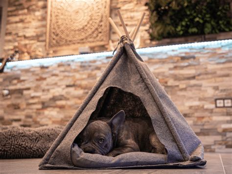 Choisir Le Couchage De Son Chien Mon Jardin D Id Es