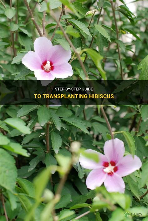 Step By Step Guide To Transplanting Hibiscus Shuncy