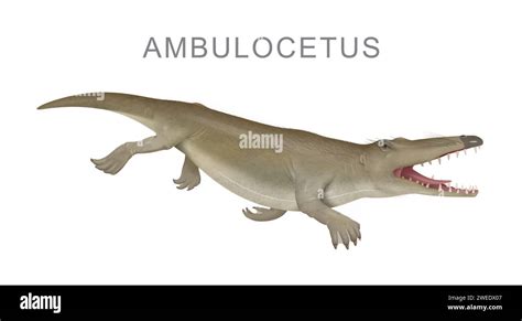 Ambulocetus Prehistoric Whale Ancestor Illustration Stock Photo Alamy