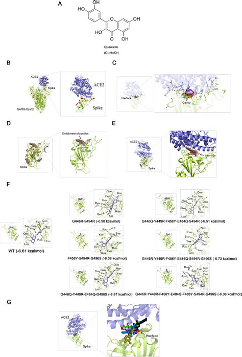 Molecular Docking Analyses And Experimental Verification A The