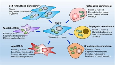 Frontiers Mitochondrial Dynamics Fission And Fusion In Fate