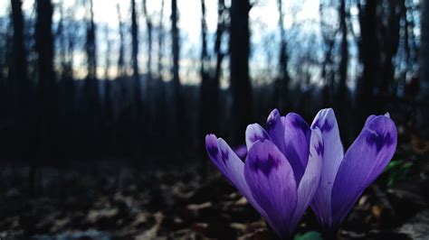 Wallpaper Nature Forest Leaves Trees Beech Flowers Crocus