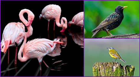 World Migratory Bird Day 2020 Six Beautiful Birds That Visit India