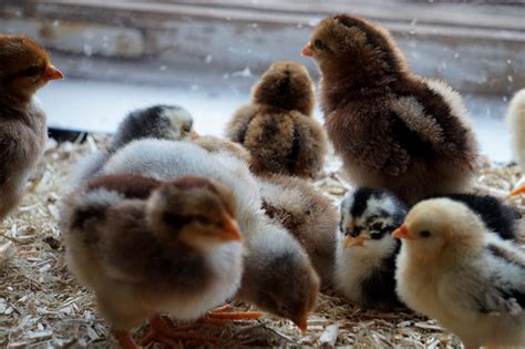 Zu Besuch im Tierpark Nordhorn Vom Ei zum Küken Ems Vechte Welle