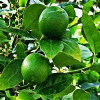 Dwarf Key Lime Tree - Beautiful Indoor Citrus Tree