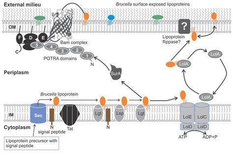 Frontiers Analyzing The Molecular Mechanism Of Lipoprotein