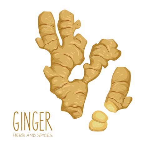 Vector Colorful Illustration Of Hand Drawn Ginger Root And Slice