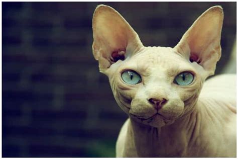 Sphynx Cat Breed Information and Facts with Pictures