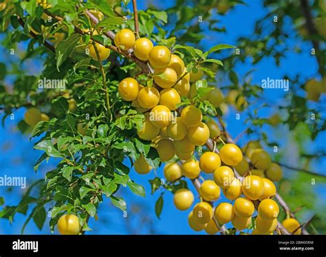 Mirabelle Gialle Prugne Sull Albero Foto Stock Alamy