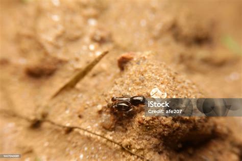 Closeup Tridactylidae Pygmy Mole Crickets Stock Photo - Download Image Now - Agriculture, Animal ...