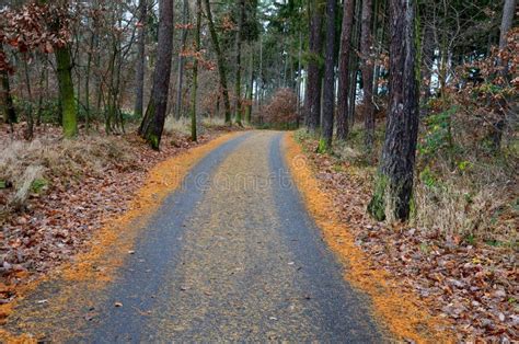 Camino Sinuoso a Través Del Bosque Otoñal Después De La Lluvia Una