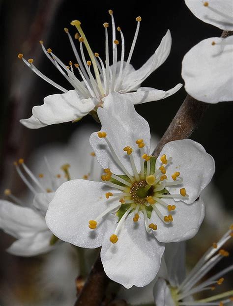 Flora Hellenica Prunus Spinosa Ssp Dasyphylla Αγριοδαμασκηνιά