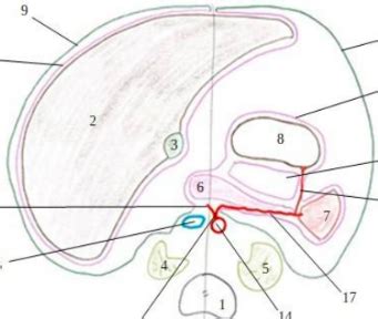 Appareil Digestif Coupe En T L Vue Inf Rieure Diagram Quizlet