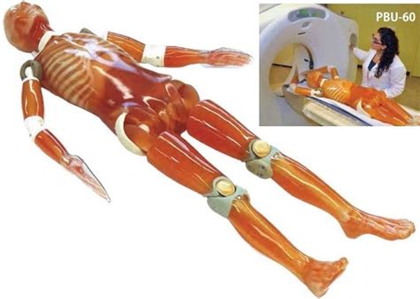 Anthropomorphic Whole Body Phantom Pbu Manufactured By Kyoto