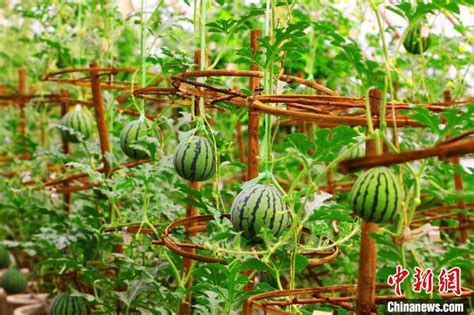 小院种植西瓜 家中小院种植西瓜 大棚蔬菜种植 大山谷图库