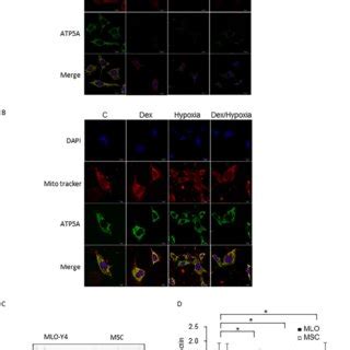 Survival Rates And Mitochondrial Membrane Potentials Of MLO Y4 And MSC